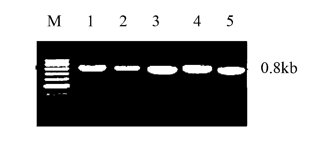 Engineering bacteria for efficiently degrading two fungal toxins and application