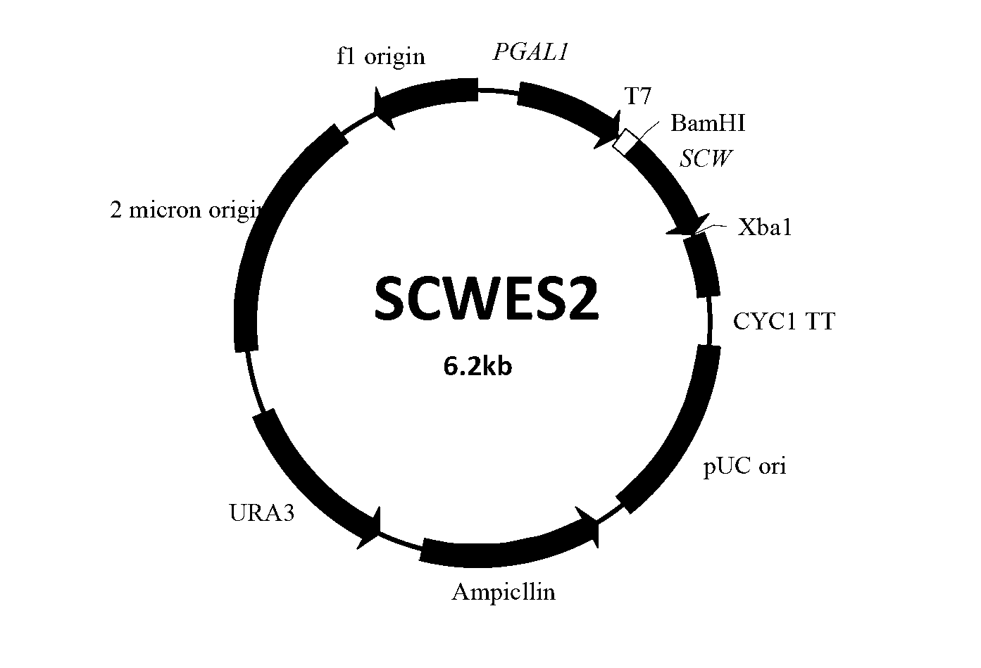 Engineering bacteria for efficiently degrading two fungal toxins and application