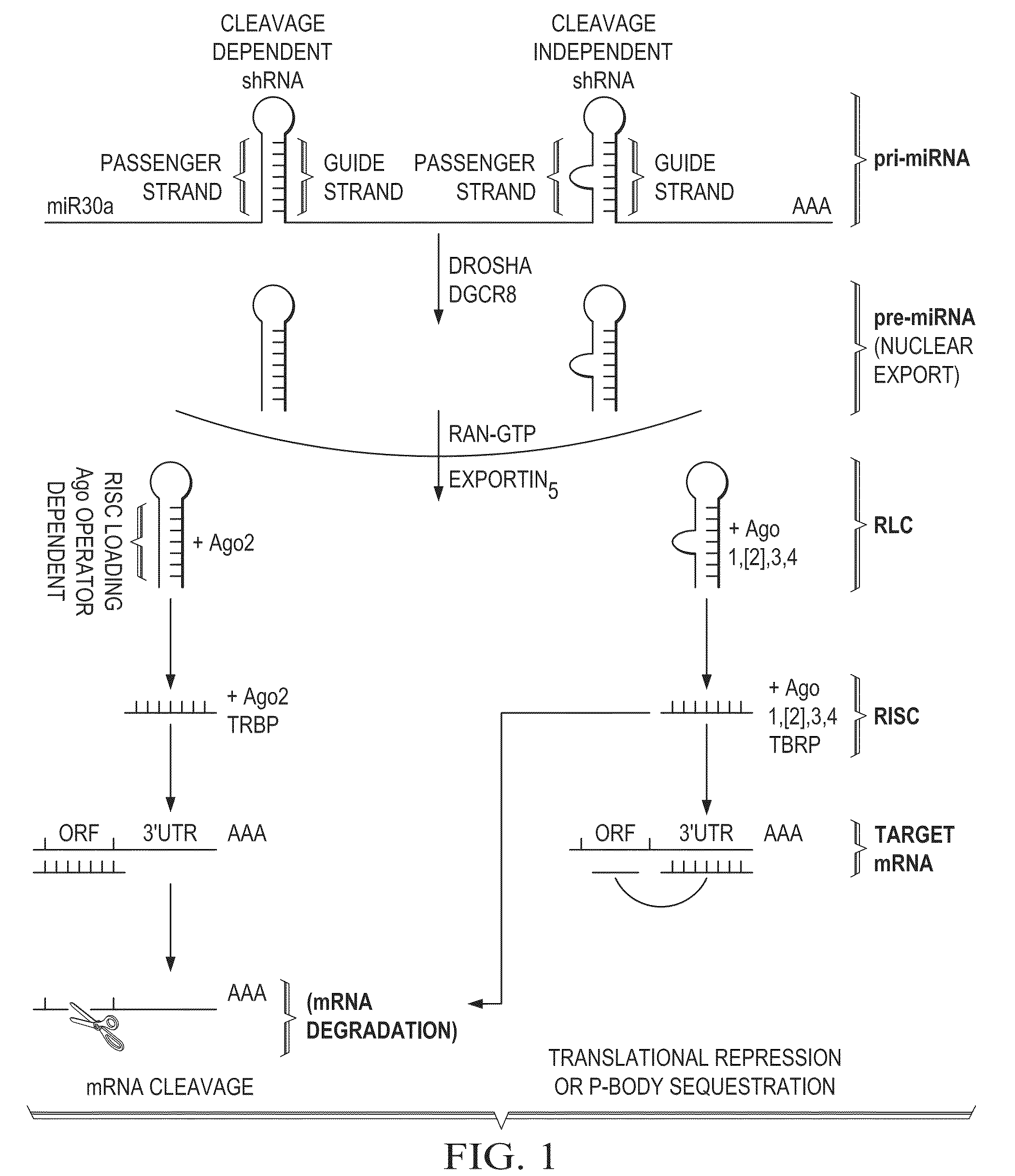 Construction of bifunctional short hairpin RNA