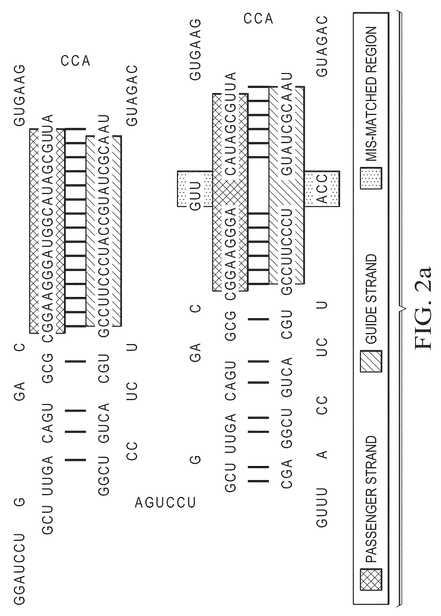 Construction of bifunctional short hairpin RNA