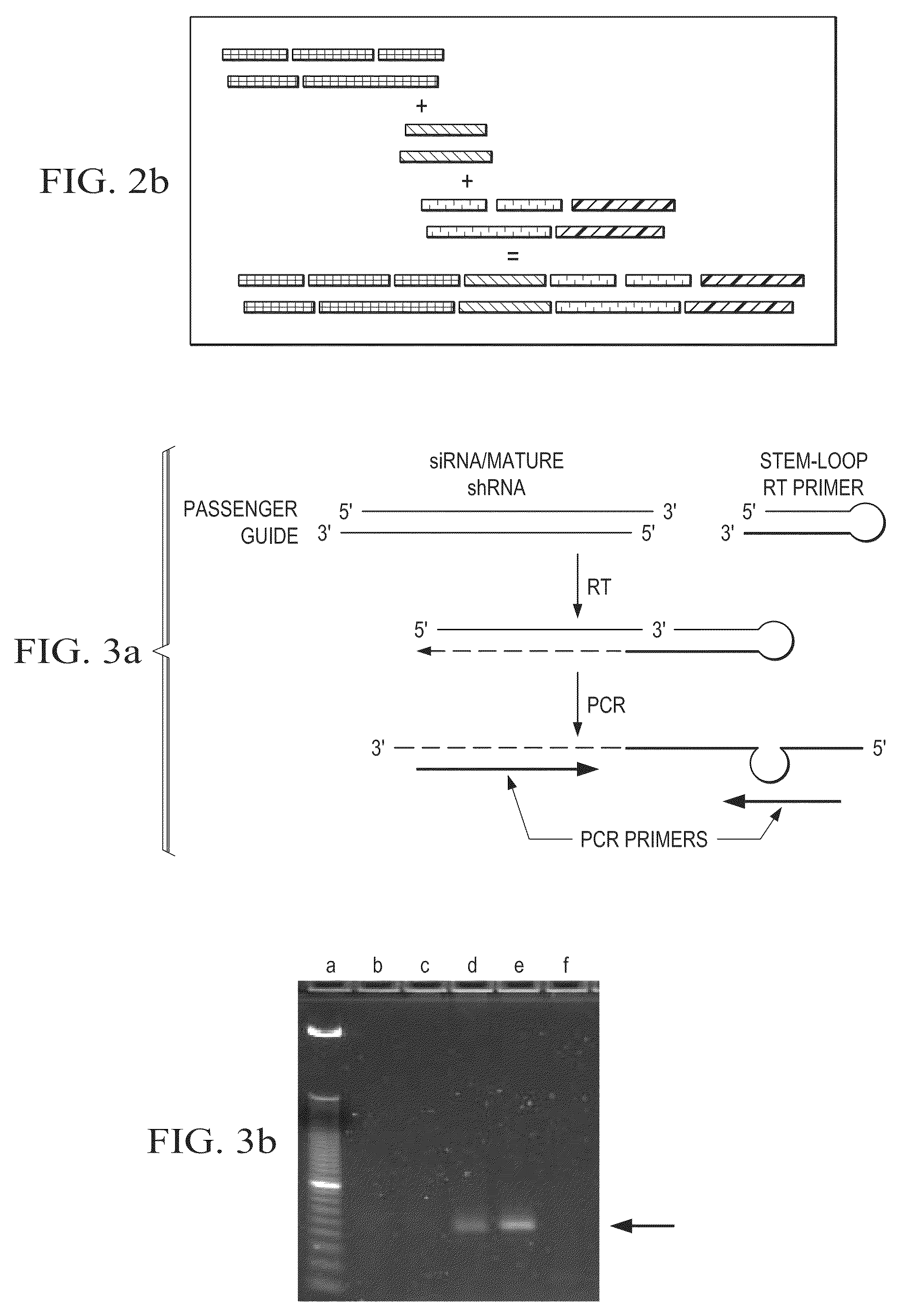 Construction of bifunctional short hairpin RNA