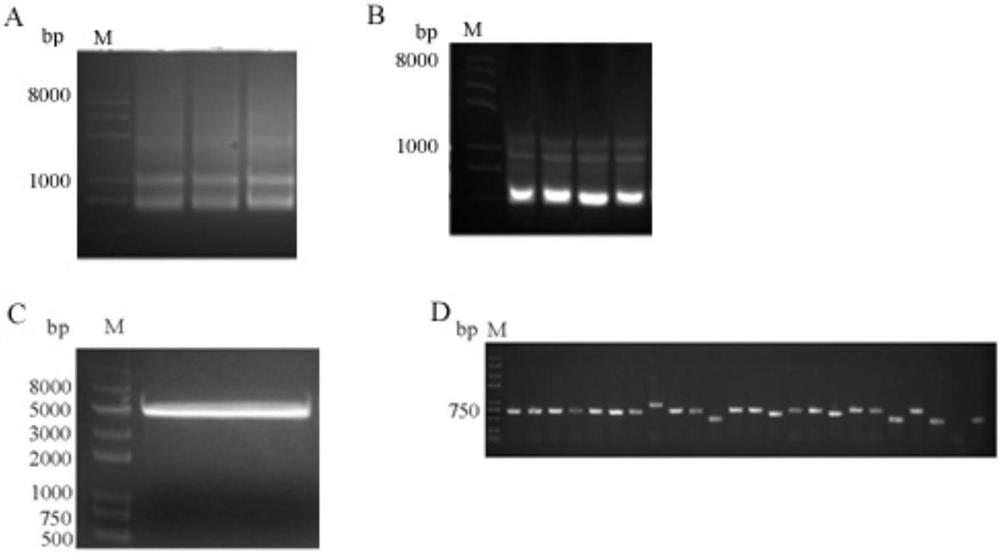 A detection kit for porcine transmissible gastroenteritis virus antibody