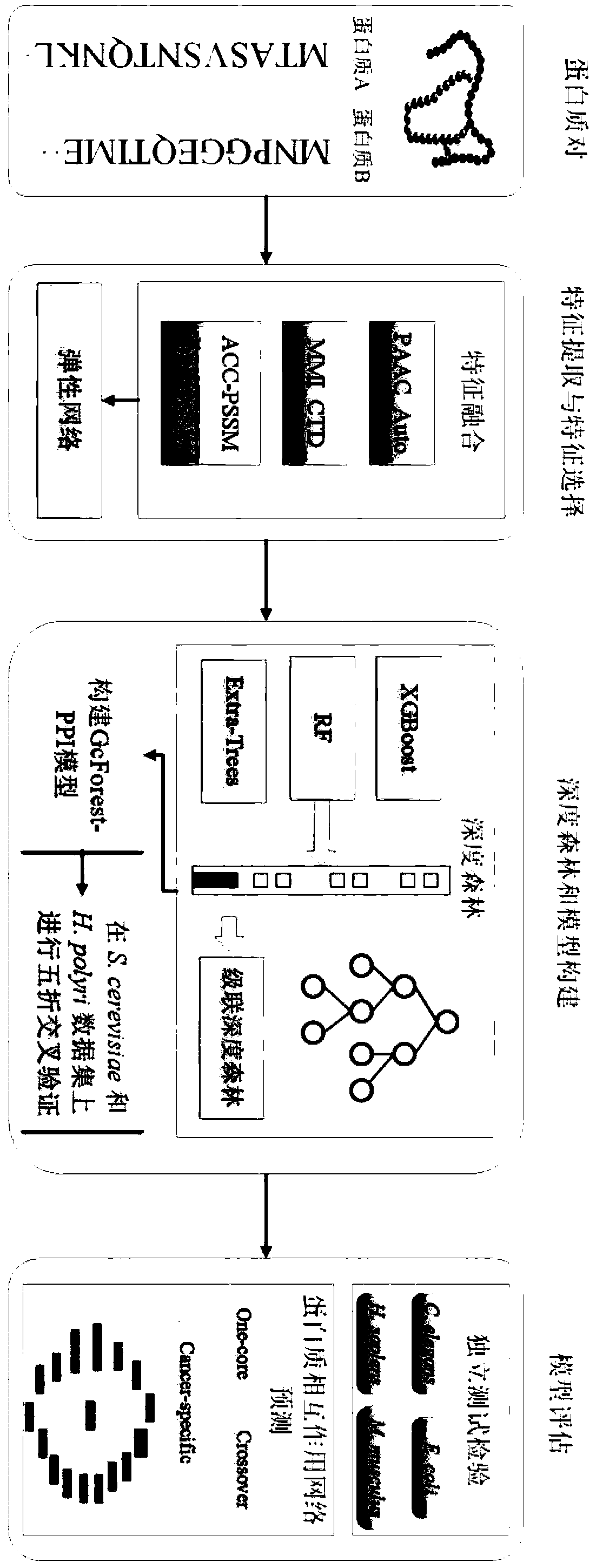 Protein-protein interaction prediction method based on deep forest