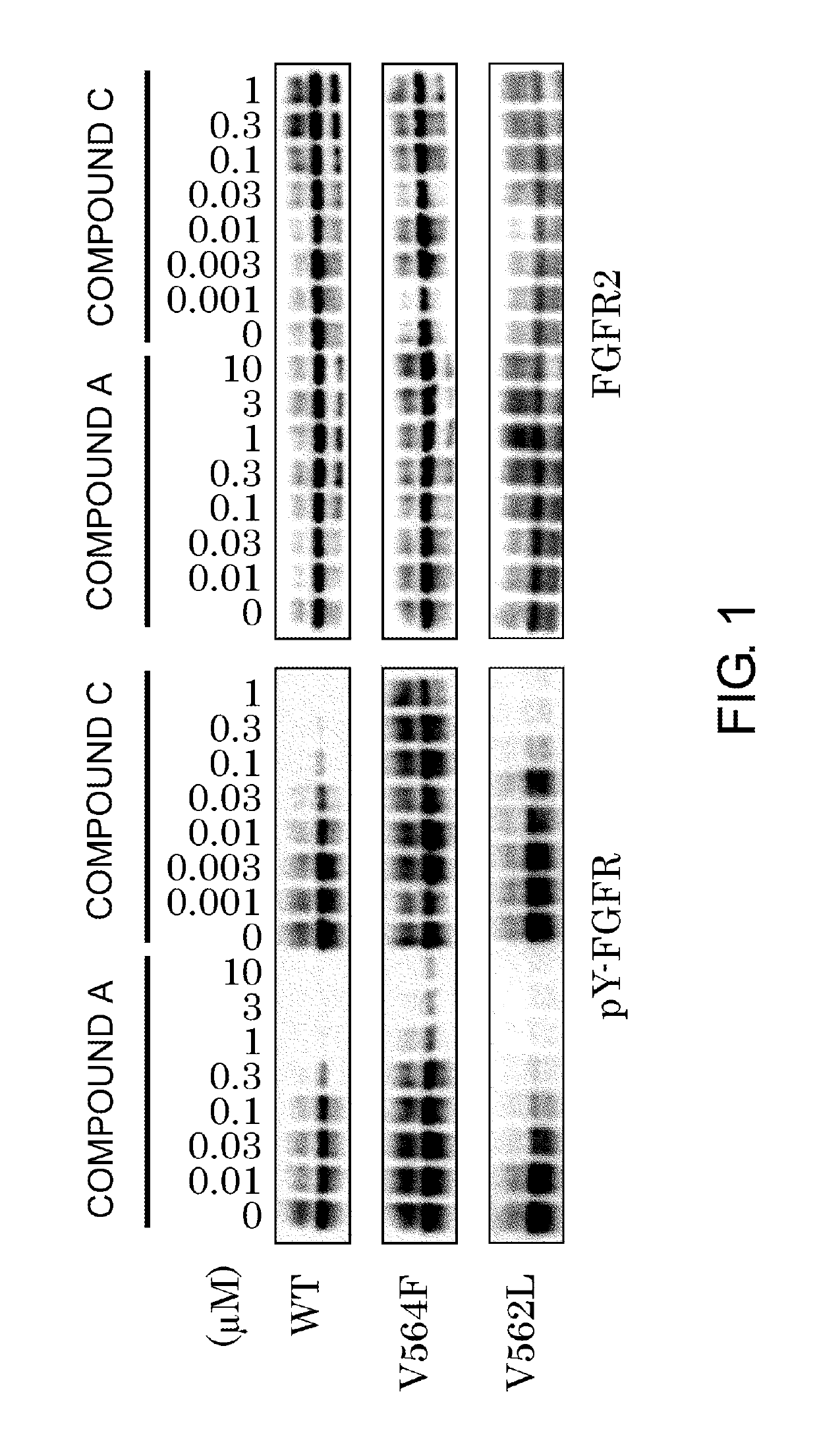 FGFR gatekeeper mutant gene and drug targeting same