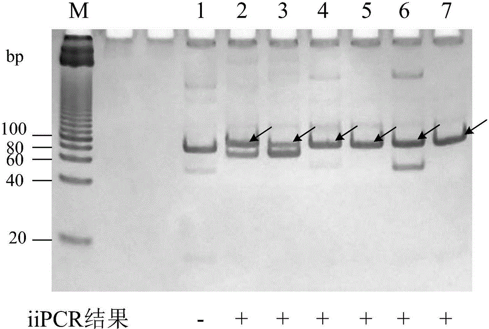 Methods for detecting pathogen in coldwater fish