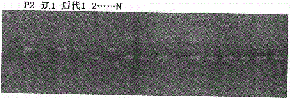 Multi-gene high rice blast resistance material breeding method adopting marker assisted selection