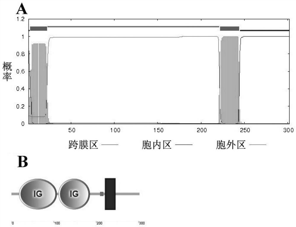 Monoclonal antibody against flounder t cell surface marker molecule cd4-2 and its preparation method and application