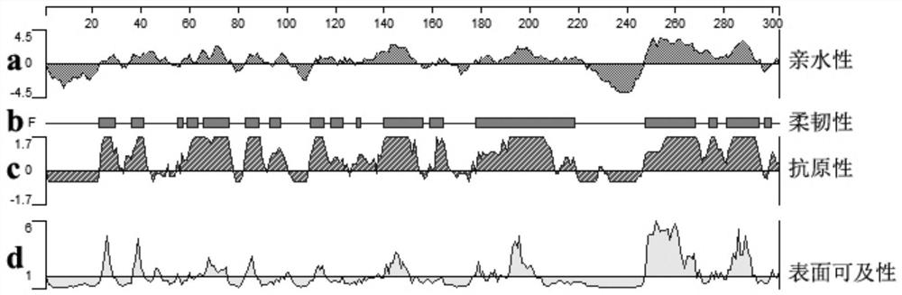 Monoclonal antibody against flounder t cell surface marker molecule cd4-2 and its preparation method and application