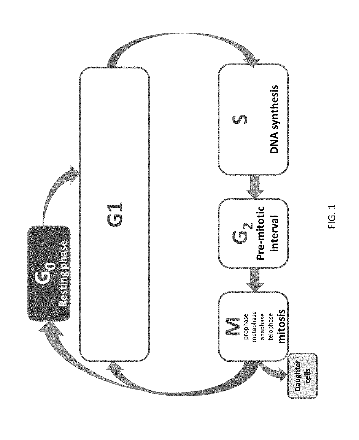 Combinations for the treatment of neoplasms using quiescent cell targeting and inhibitors of mitosis