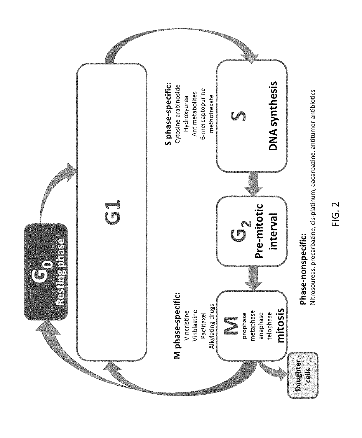 Combinations for the treatment of neoplasms using quiescent cell targeting and inhibitors of mitosis