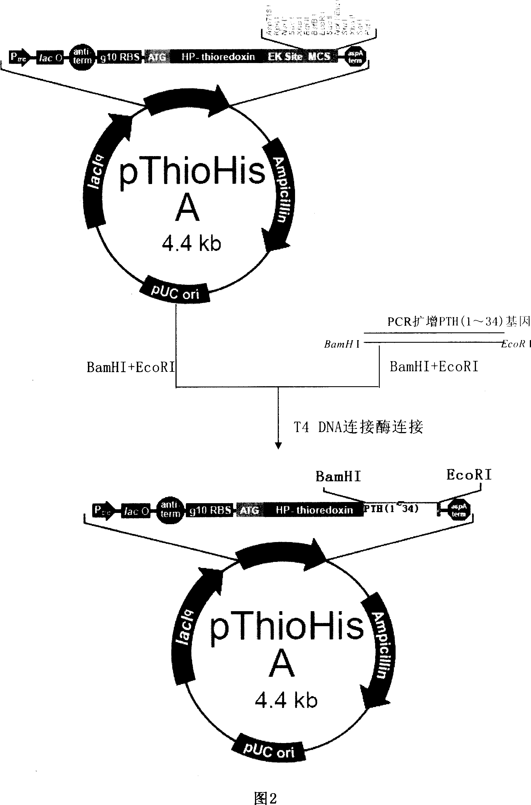 Production method of recombinant human glandulae parathyroideae (1 to 34 peptide)