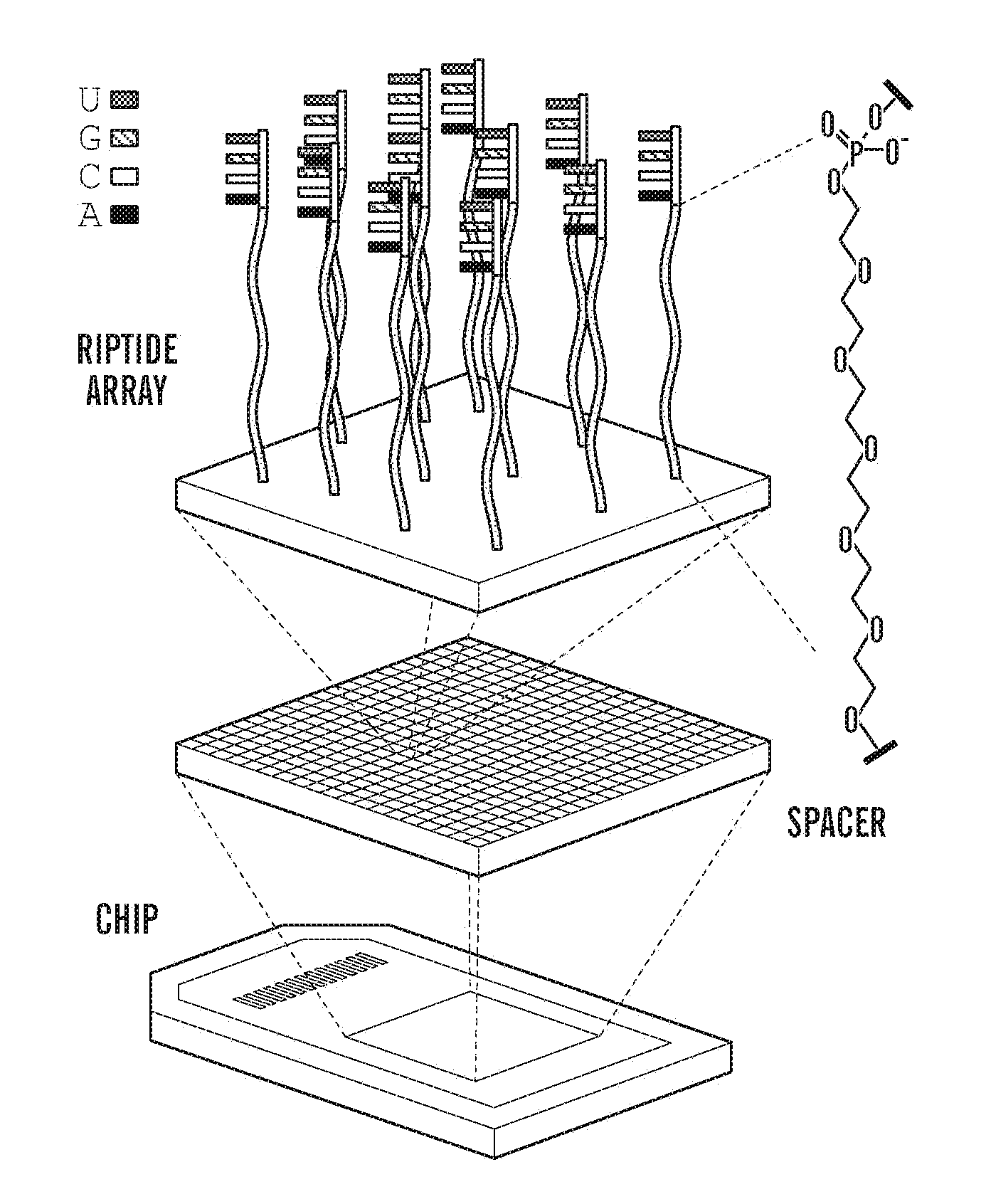 Telomerase inhibitors and methods of use thereof