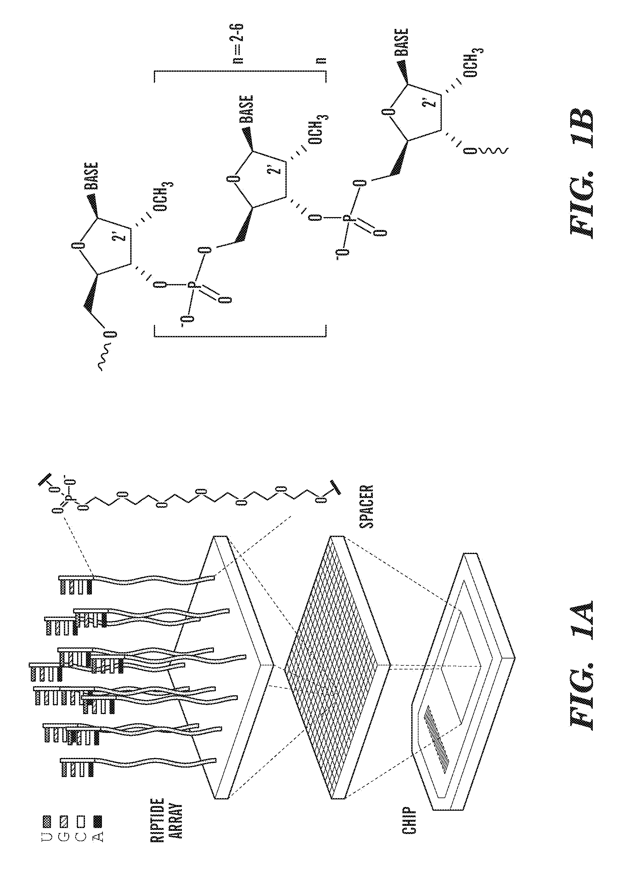 Telomerase inhibitors and methods of use thereof