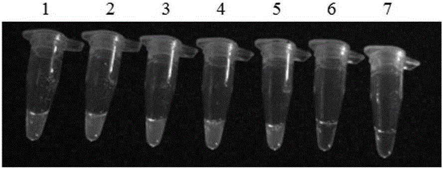 Primer set, kit and method for detecting maize mir162 by lamp