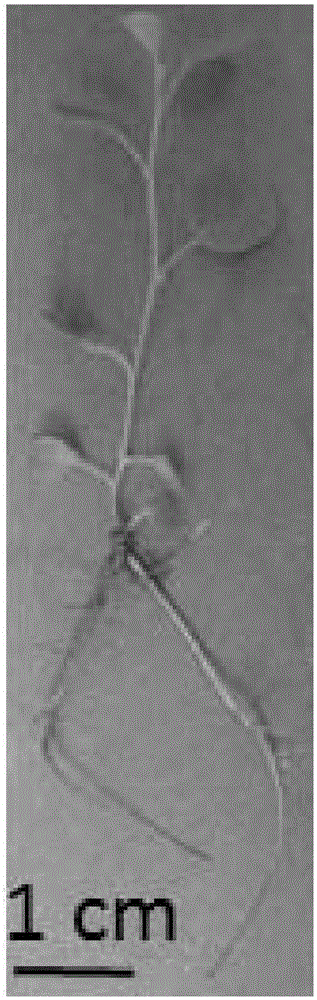 Asexual rapid propagation method for radix glycyrrhizae