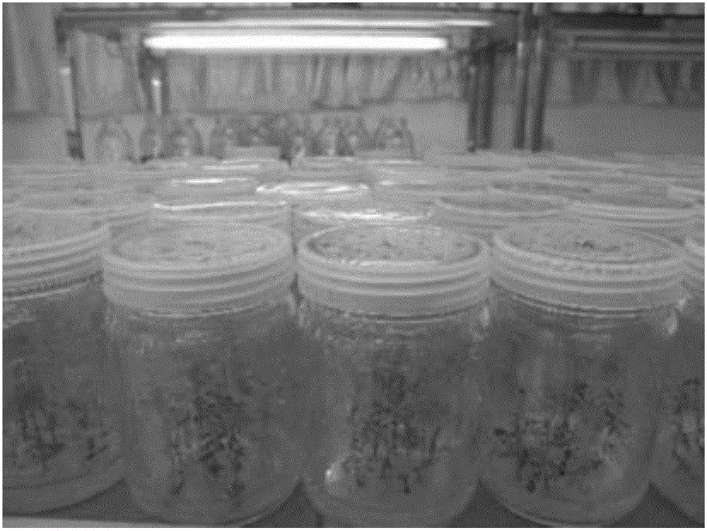 Asexual rapid propagation method for radix glycyrrhizae