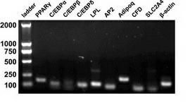 Method for inducing formation of porcine fat cells by cell signal channel inhibitor