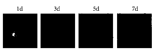 Bioactive borophosphate glass and preparation method thereof