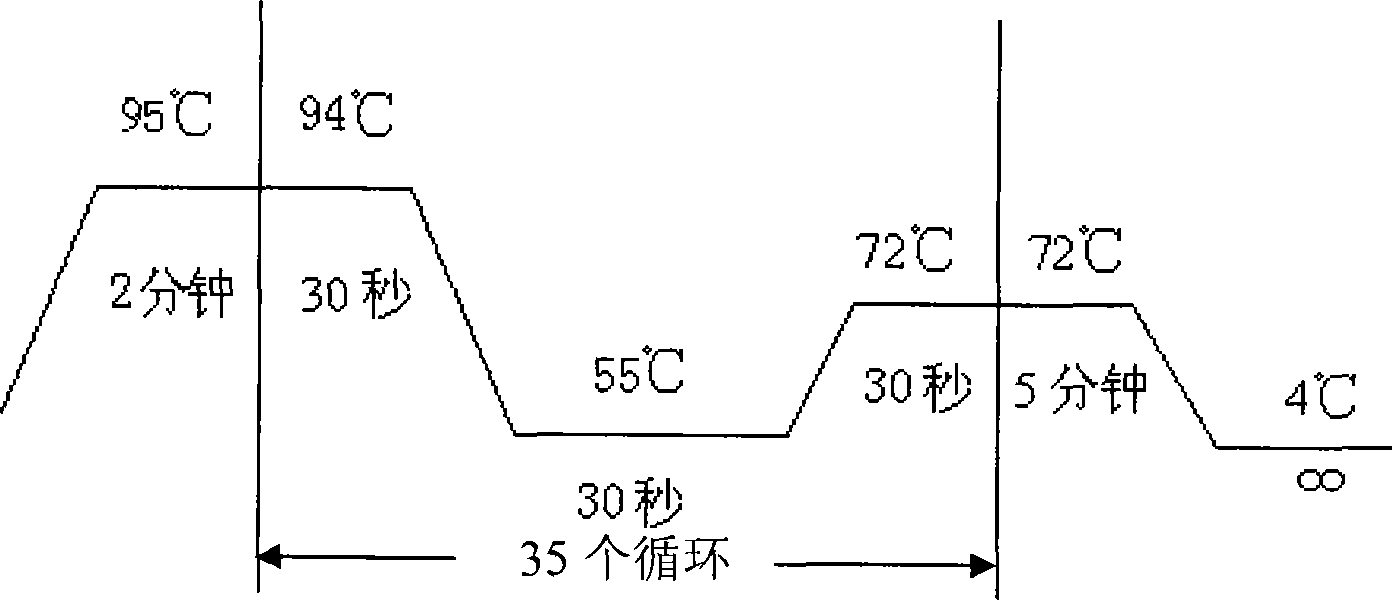 Reagent case for detecting POU3F4 gene 499C&gt;T mutation