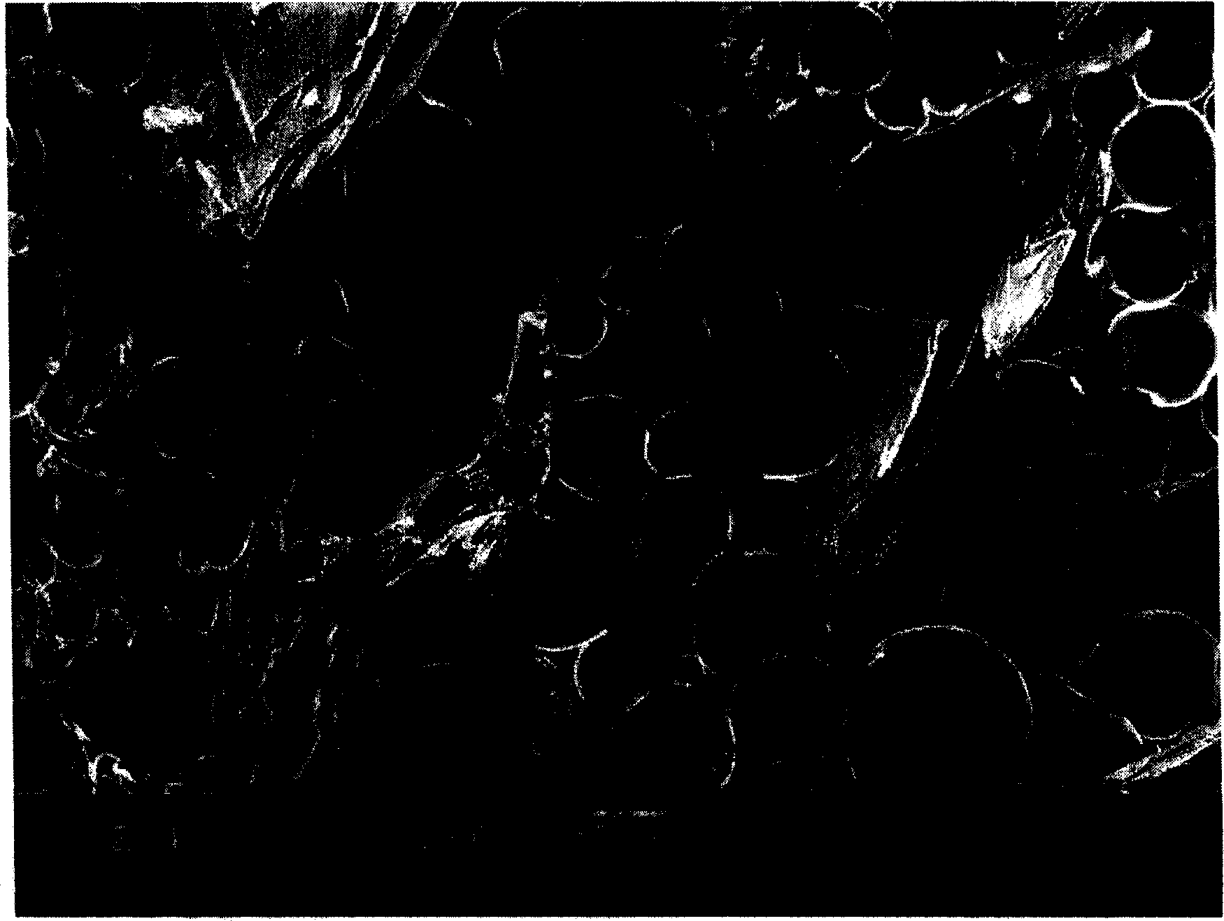 Preparation of expandable graphite filled high dendensity hard polyurethane foamed plastic