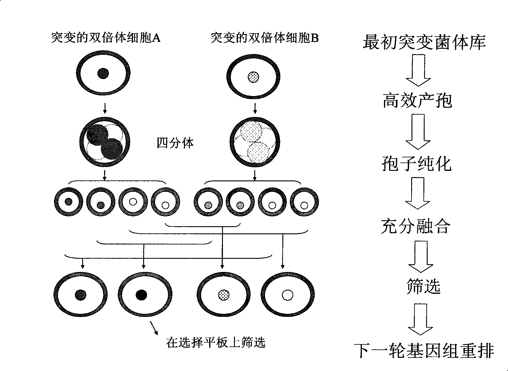 Method for quickly and efficiently constructing good S yeast strain