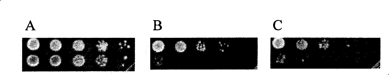 Method for quickly and efficiently constructing good S yeast strain