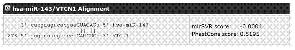 MicroRNA (micro ribonucleic acid) for regulating gene expression of B7-H4 (a molecule of the B7 family)