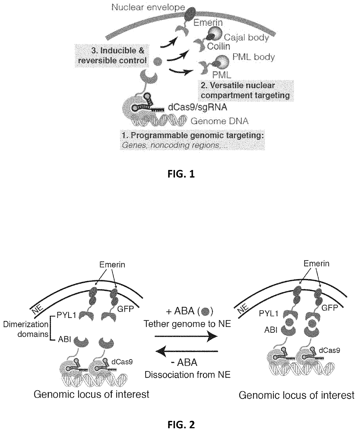 Systems and methods for polynucleotide spatial organization