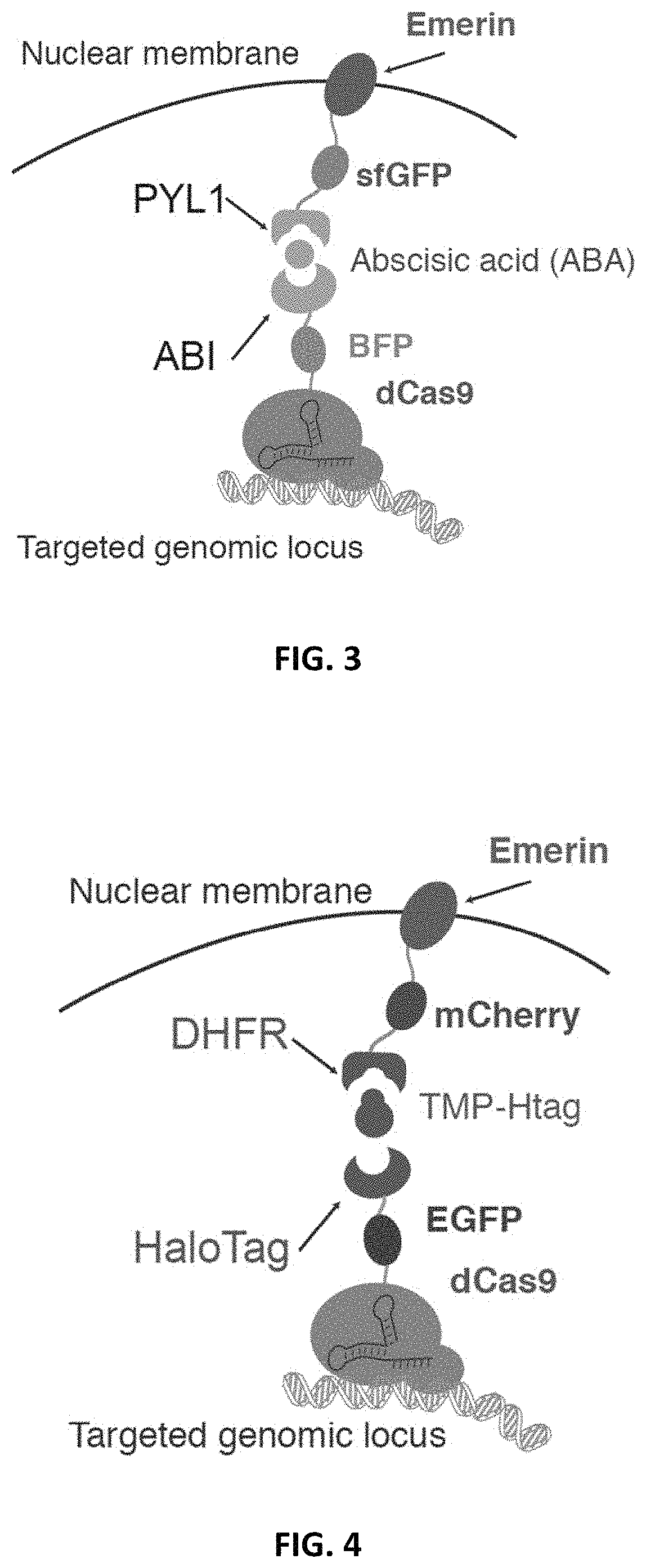 Systems and methods for polynucleotide spatial organization