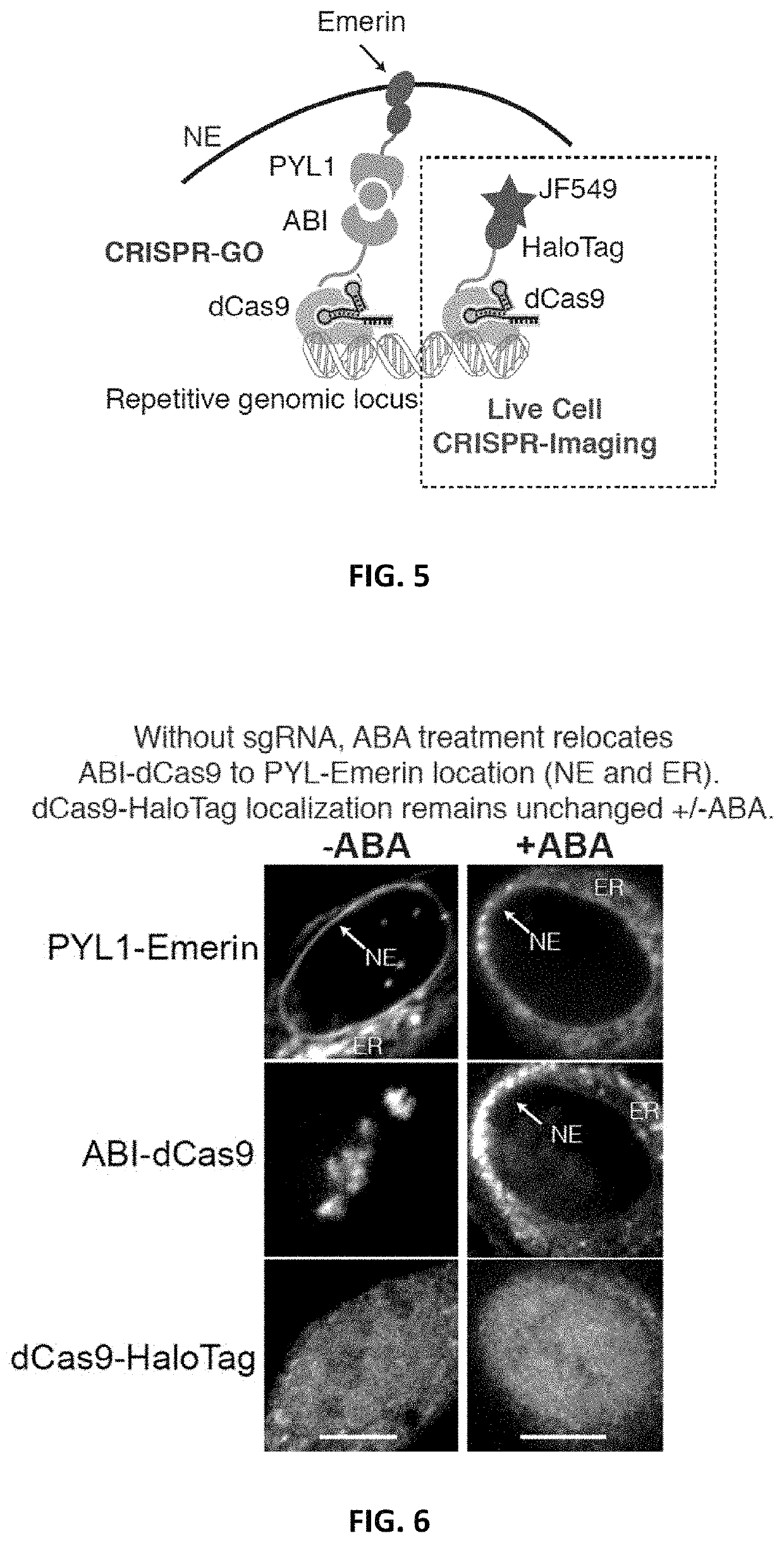 Systems and methods for polynucleotide spatial organization