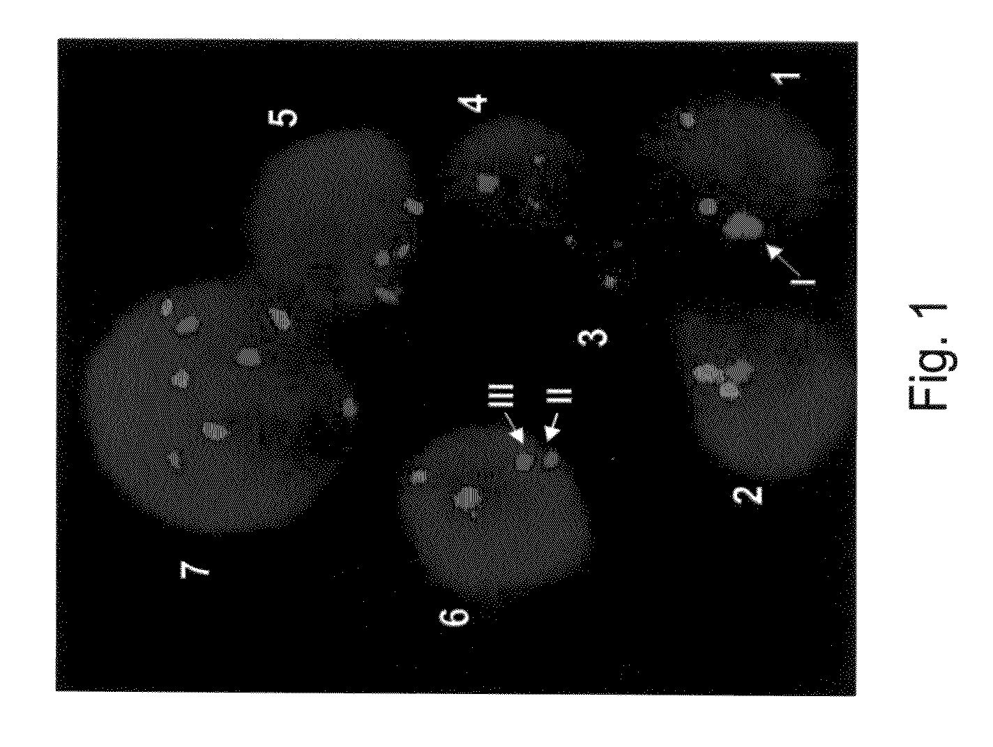 Methods And Systems For Analyzing Biological Samples