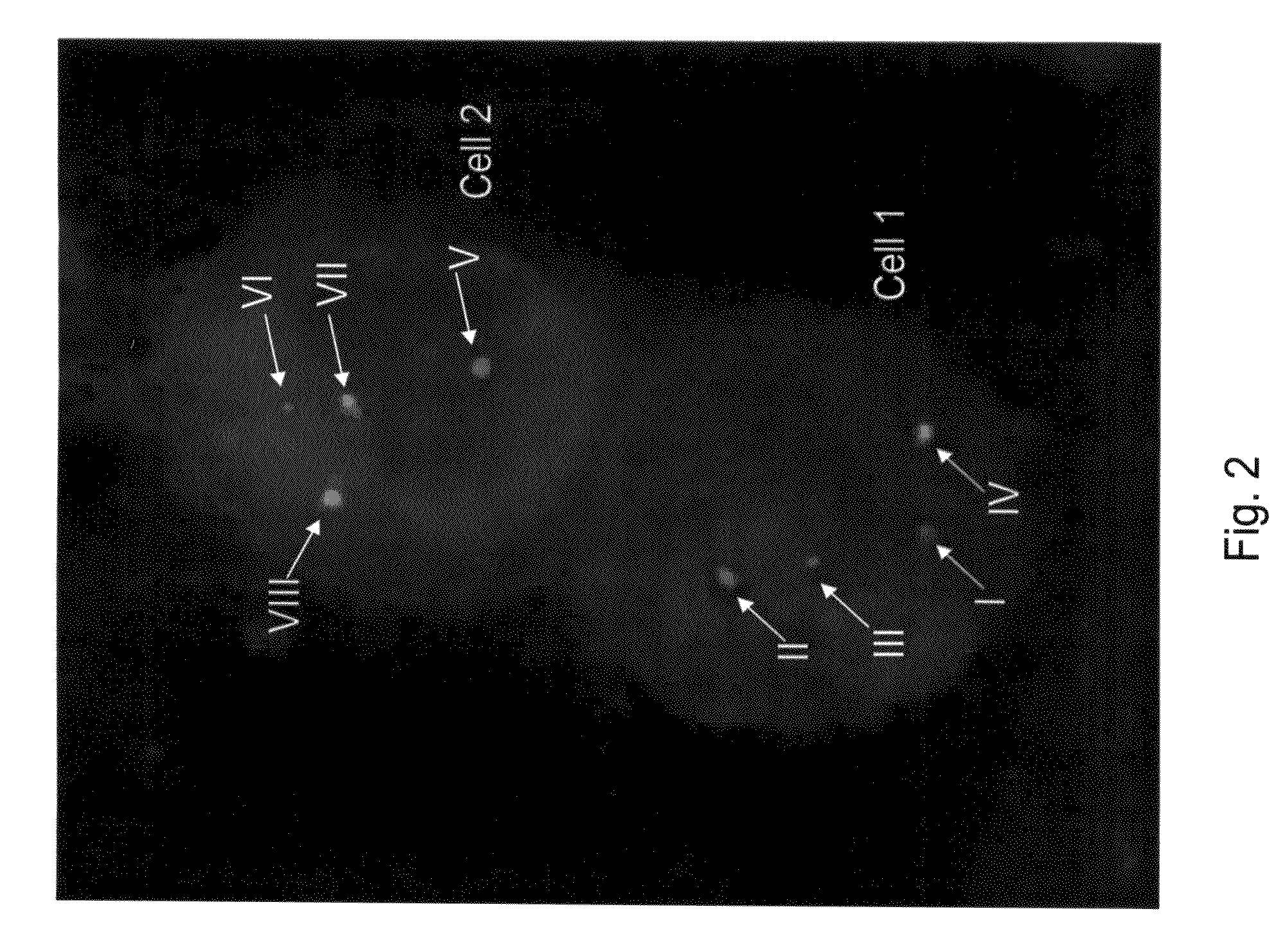 Methods And Systems For Analyzing Biological Samples