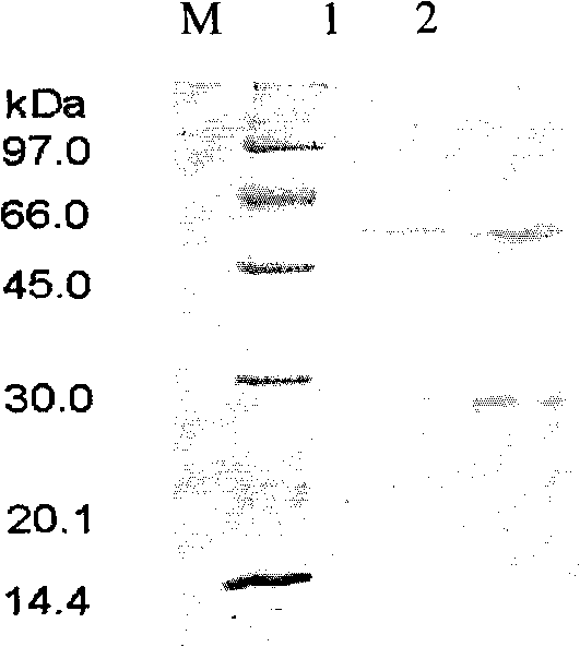 Anthropogenic H5N1-resisting hemagglutinin protein broad-spectrum neutralising antibody and application thereof