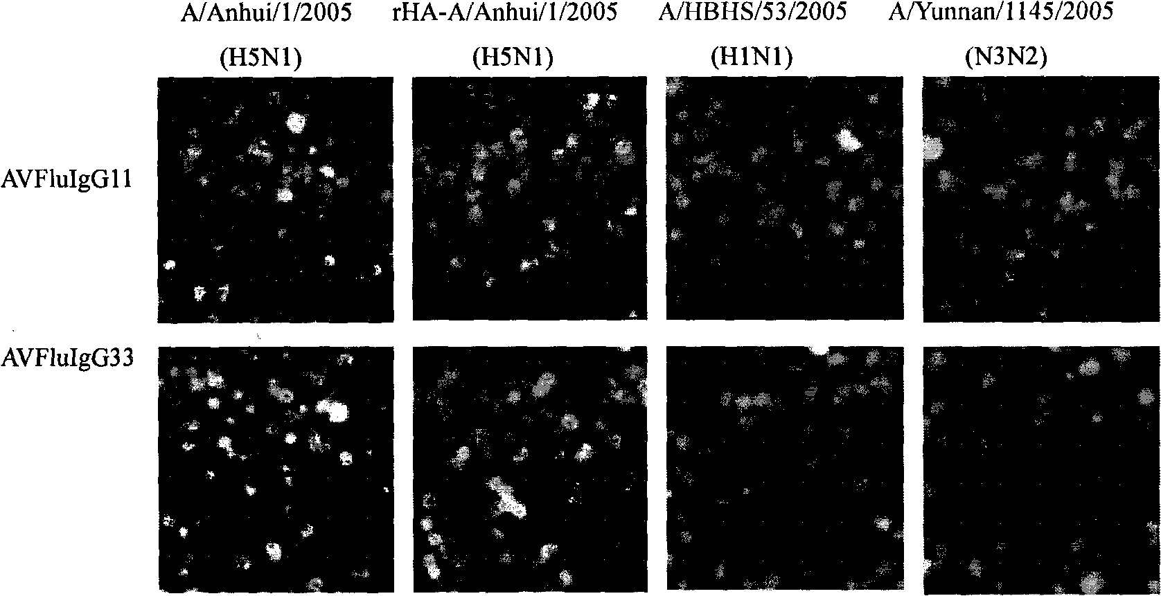 Anthropogenic H5N1-resisting hemagglutinin protein broad-spectrum neutralising antibody and application thereof