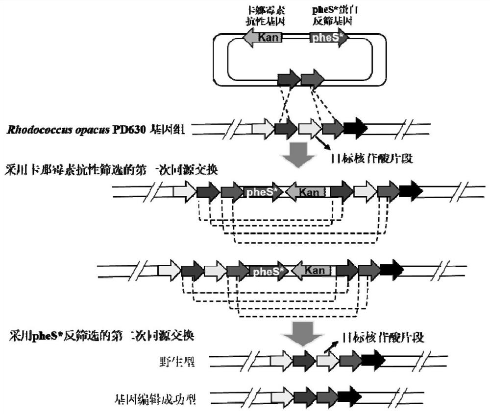 Rhodococcus gene editing method using phenylalanyl-tRNA synthetase gene mutant as reverse selection marker