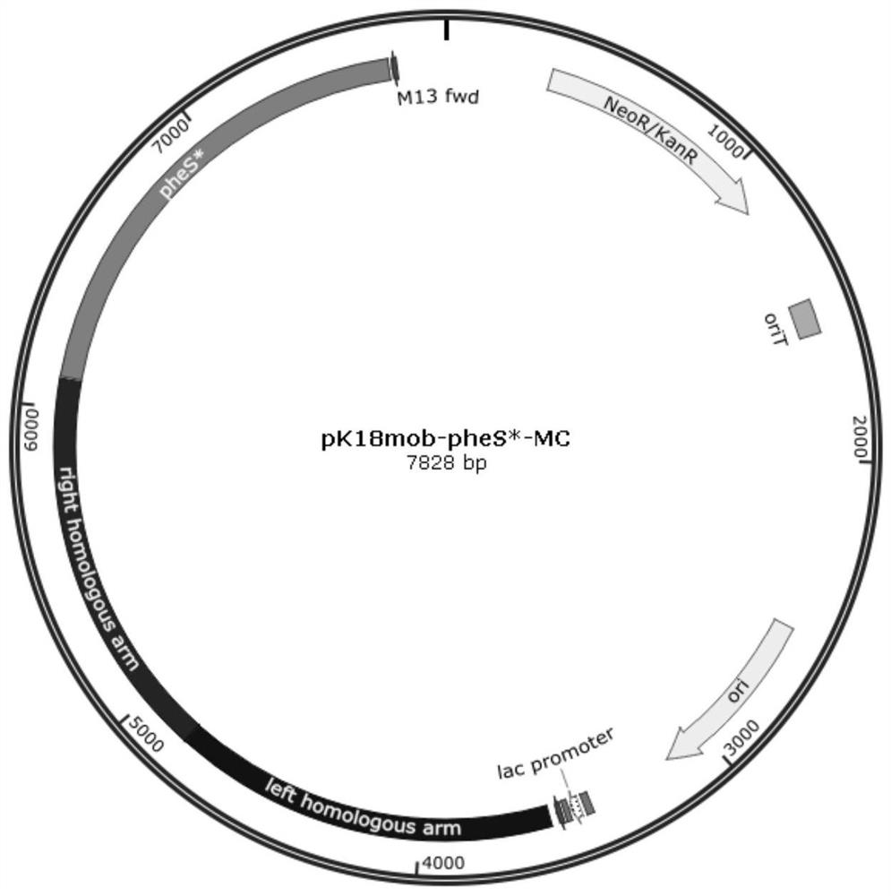 Rhodococcus gene editing method using phenylalanyl-tRNA synthetase gene mutant as reverse selection marker