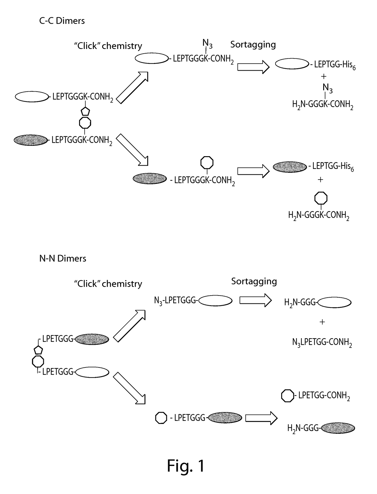 Using sortases to install click chemistry handles for protein ligation