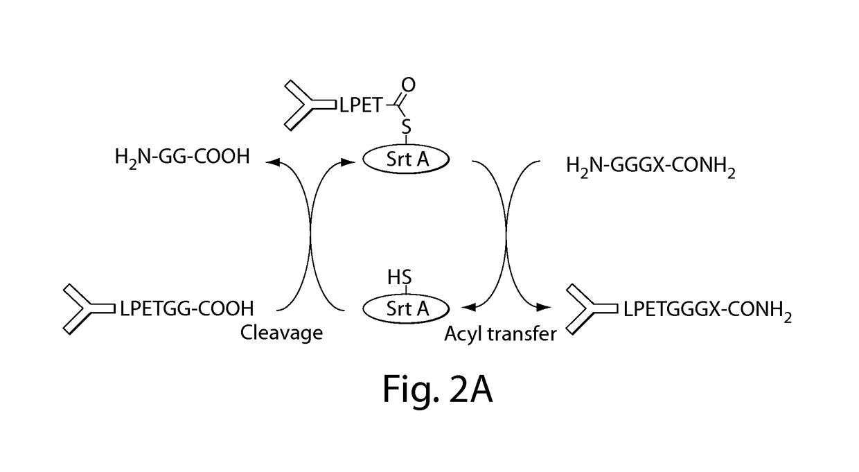 Using sortases to install click chemistry handles for protein ligation