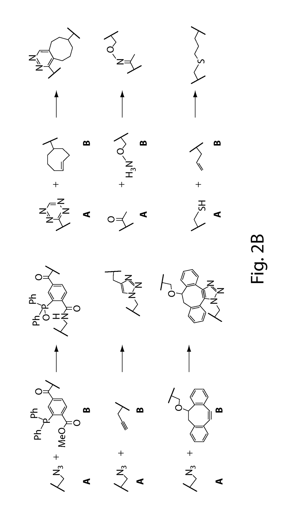 Using sortases to install click chemistry handles for protein ligation