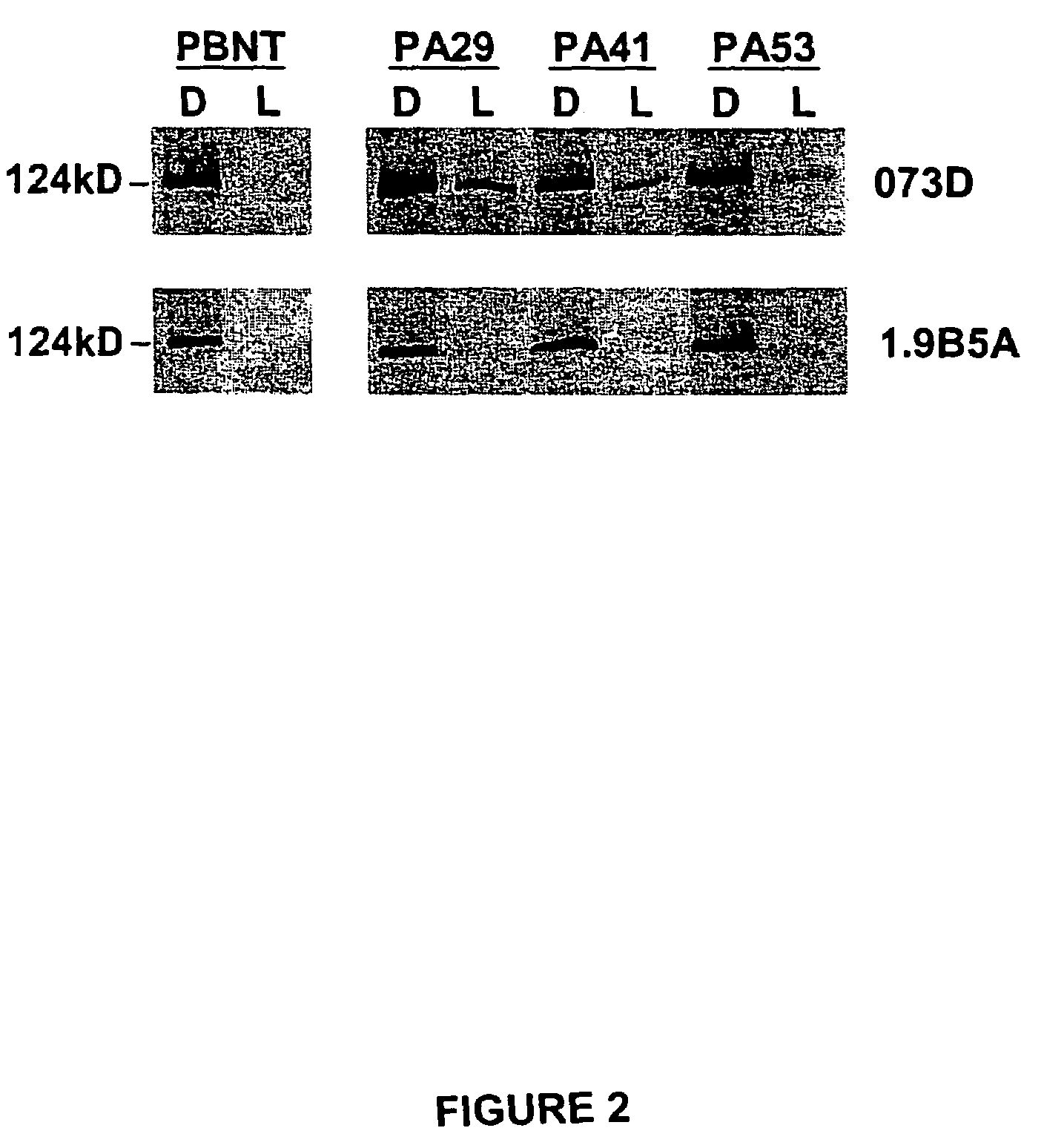 Transgenic expression of a phytochrome a gene