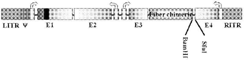 D24 fiber protein modified conditionally replicating adenovirus carrier with exogenous gene by one-step method and application of carrier