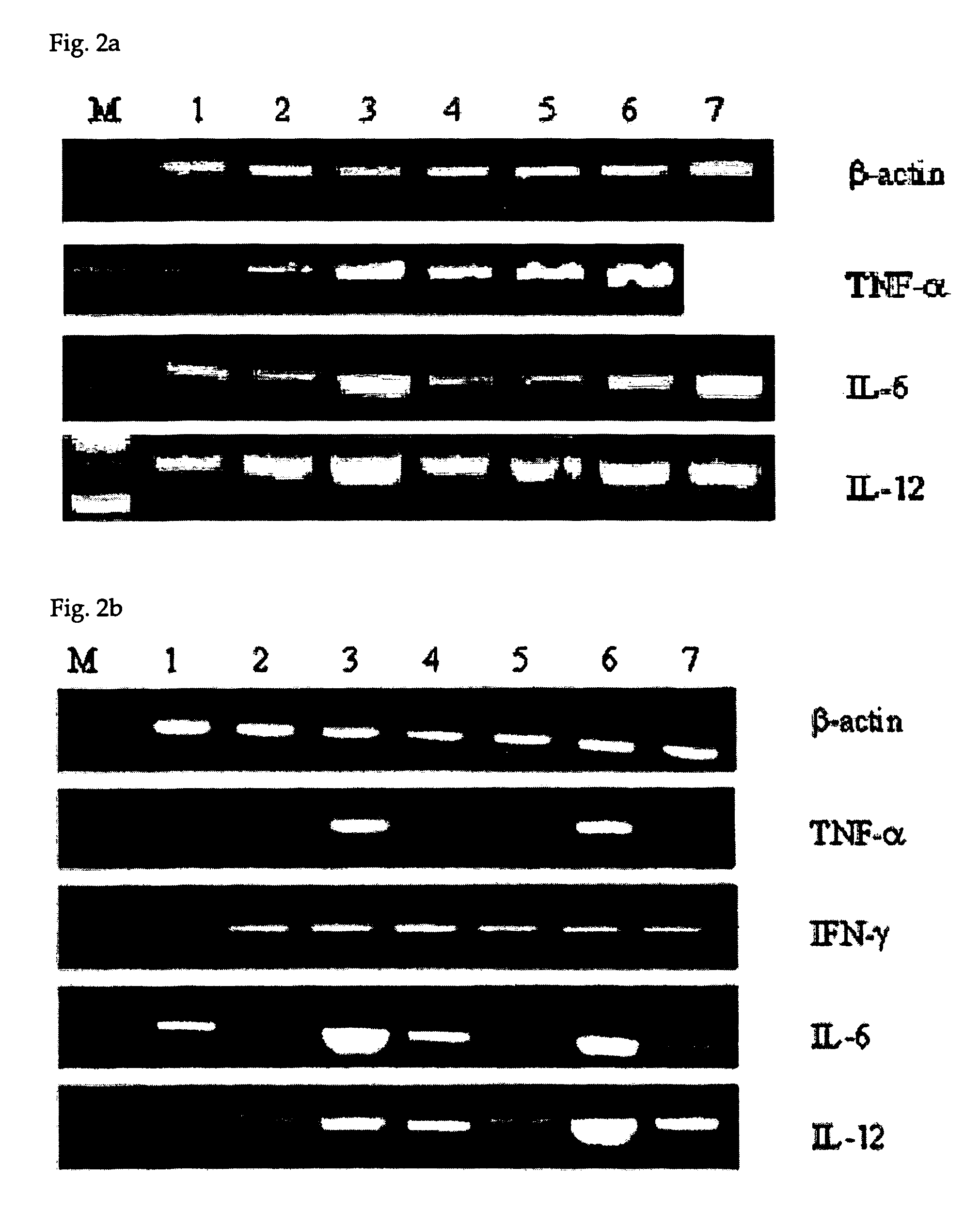 Modified CpG oligodeoxynucleotide with improved immunoregulatory function