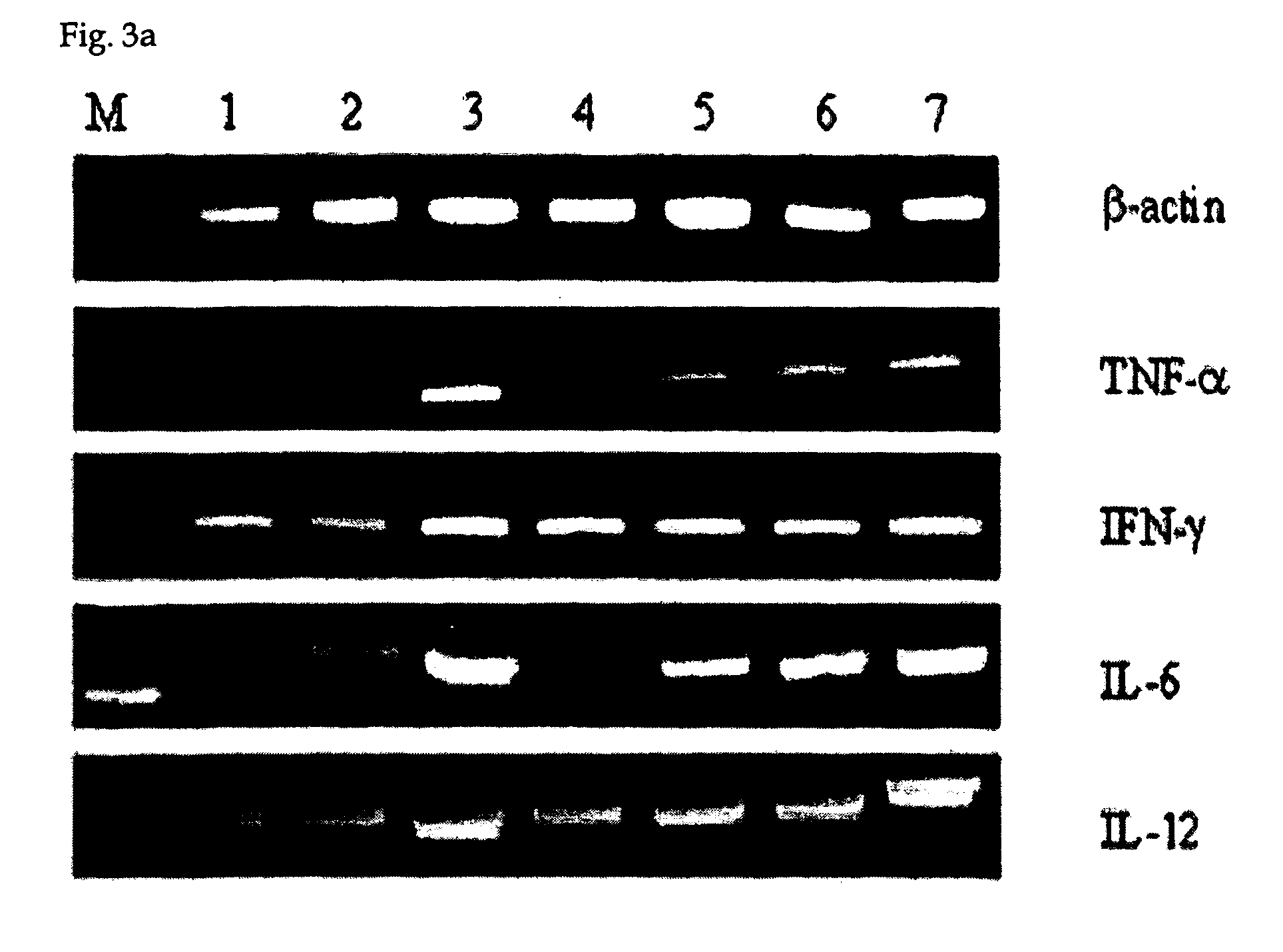 Modified CpG oligodeoxynucleotide with improved immunoregulatory function