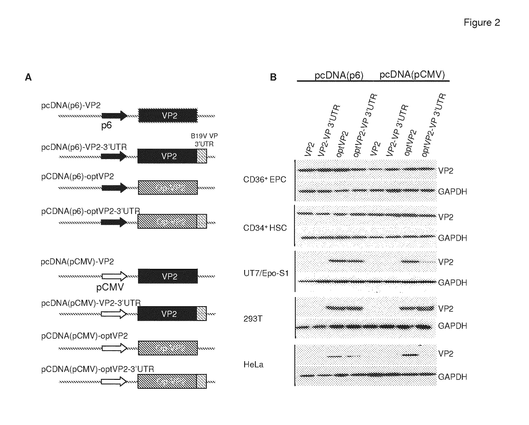 Compositions and methods for preventing or treating a human parvovirus infection