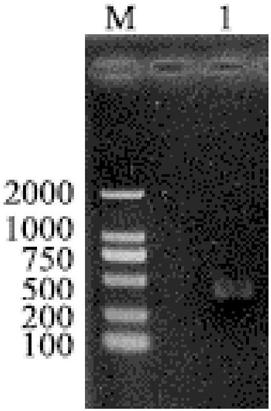 Nano antibody capable of specifically combining HPVL6-E6 protein as well as coding sequence, preparation method and application thereof