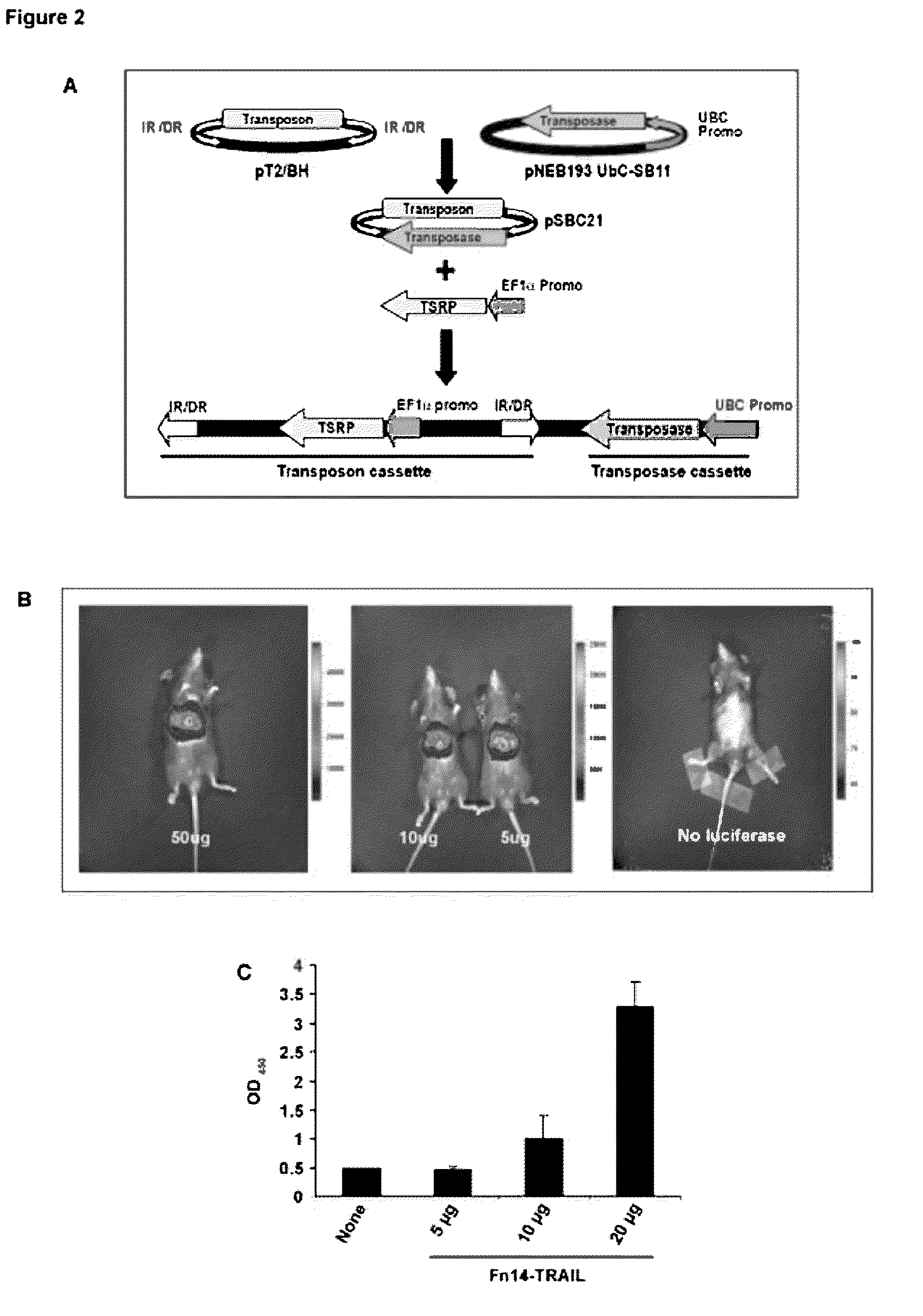 Fn14/trail fusion proteins