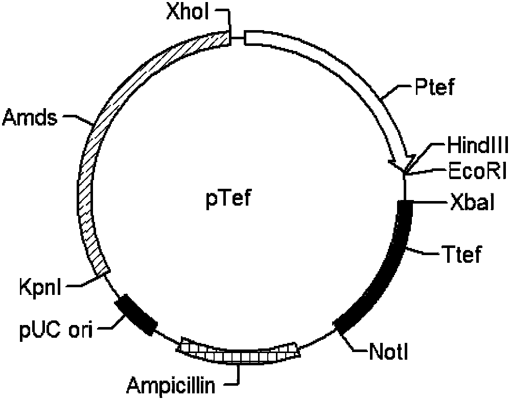 Expression element composed of aspergillus niger and expression vector composed of expression element, and recombined aspergillus niger and construction method and application thereof