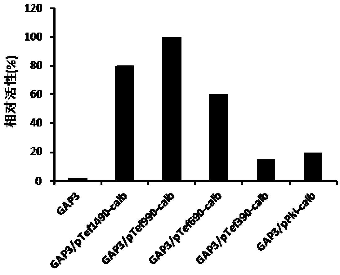 Expression element composed of aspergillus niger and expression vector composed of expression element, and recombined aspergillus niger and construction method and application thereof