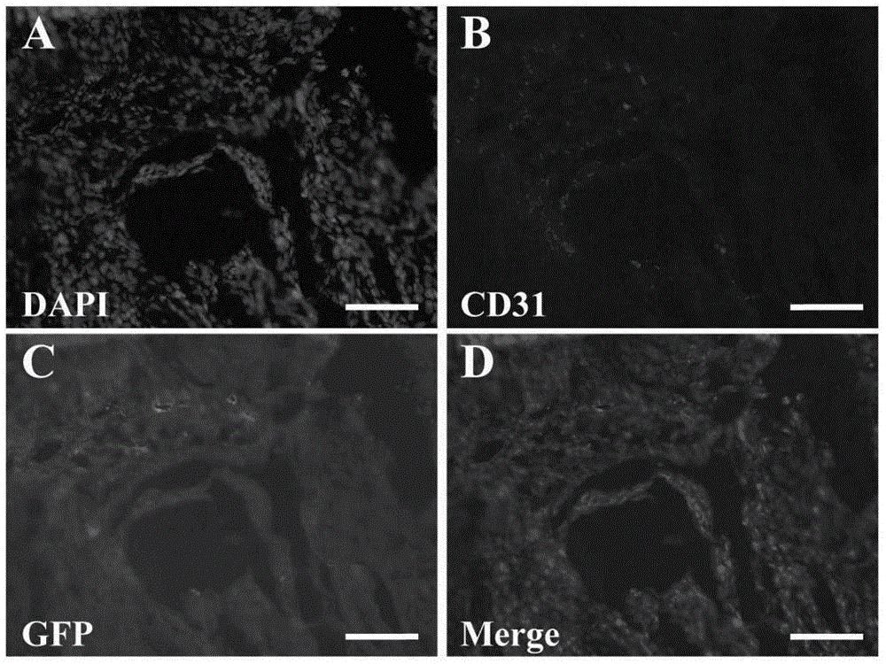 Cell mixture and preparation method and application thereof