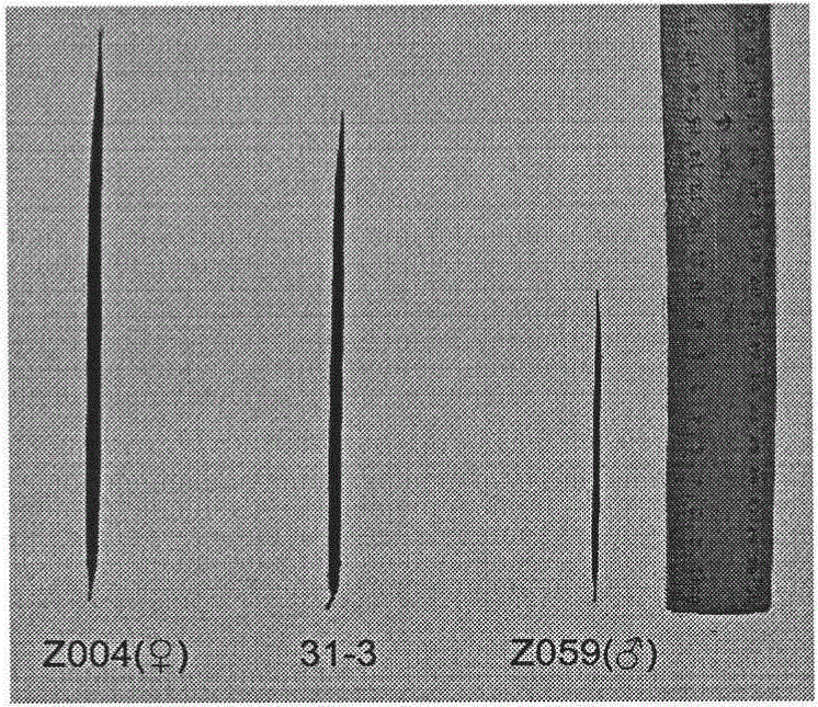 Interspecific hybridization breeding method for new zoysia plant variety